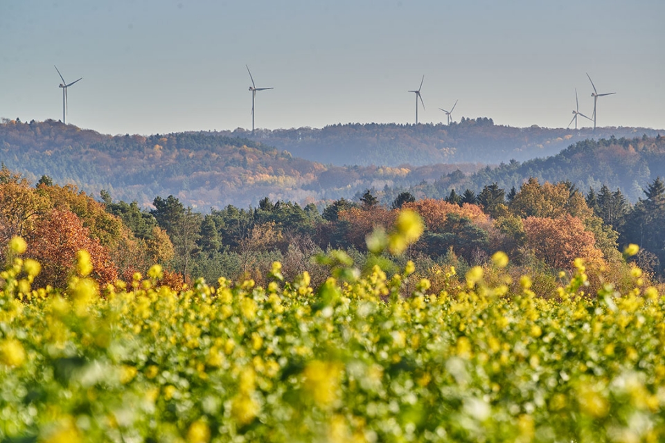 Wind turbines in the distance with mountains and flowers in the foreground