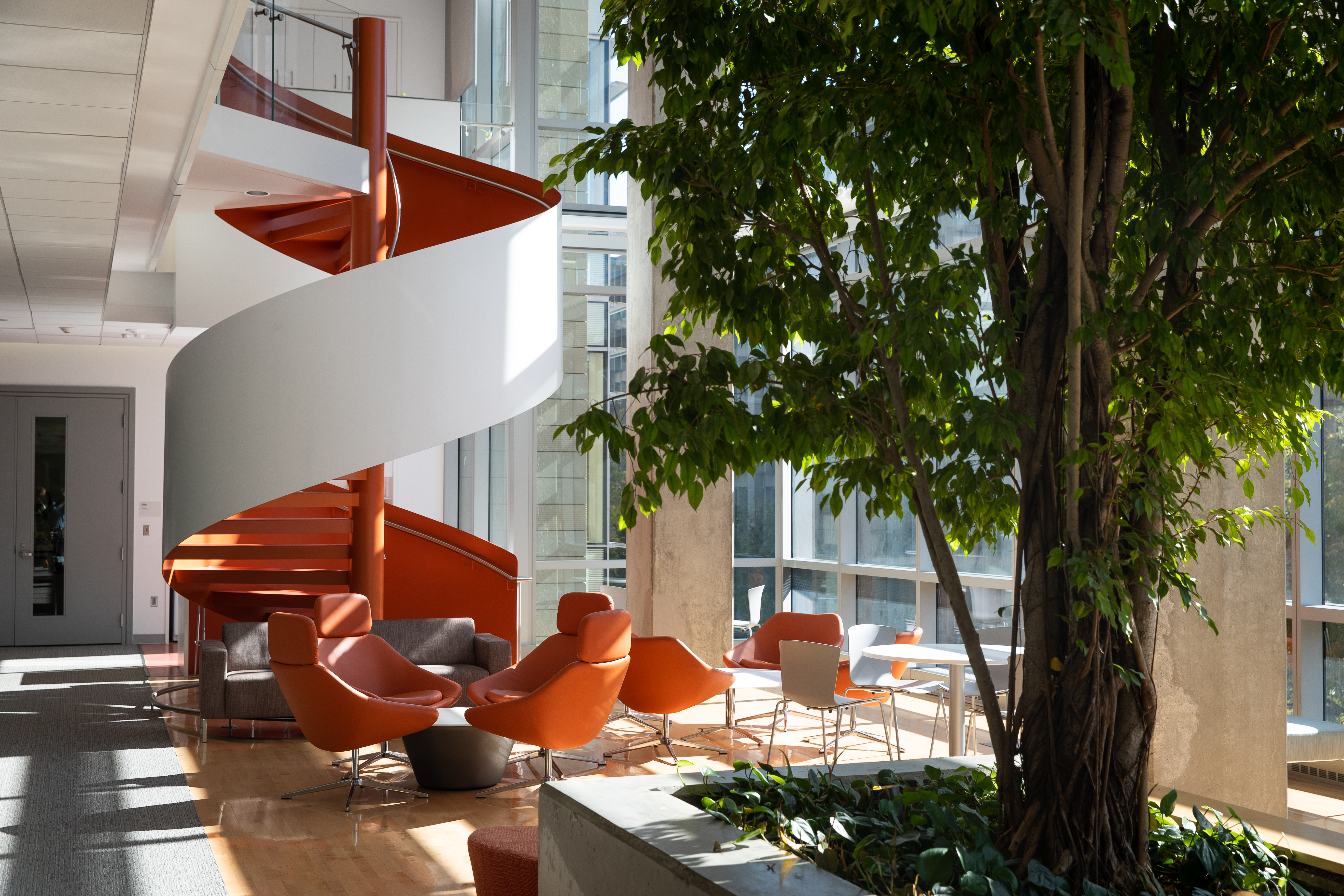 Image of circular staircase and large tree with sun coming streaming in the window