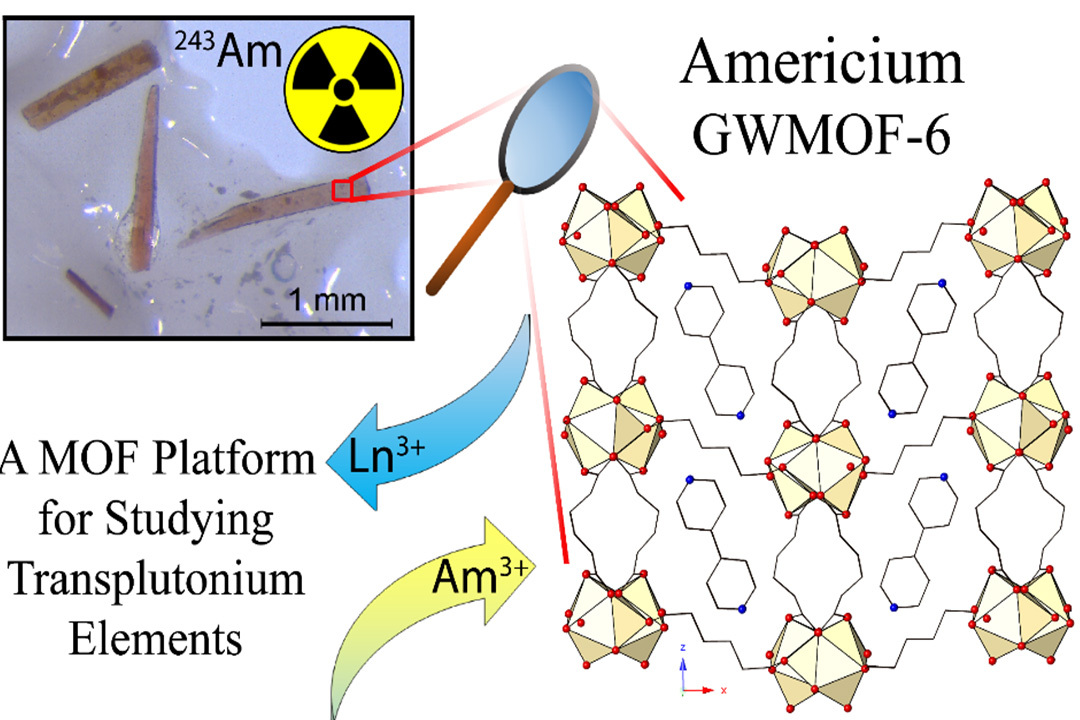 A MOF Platform for Studying Transplutonium Elements