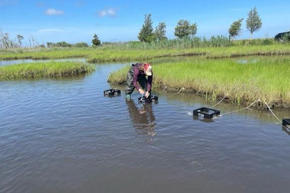 Lauren Pincus standing knee-deep in a stream collecting samples